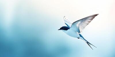 Single swallow soaring gracefully through a bright blue sky photo