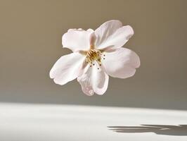 Delicate soft pink sakura petal floating in subtle light photo