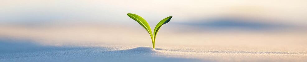 Delicate sprout growing from pristine white sand dune symbolizing hope and renewal photo