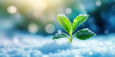 Vibrant young sprout emerging through snow in crisp winter scene photo
