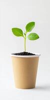 Eco friendly planting concept with seedling in sustainable cup photo