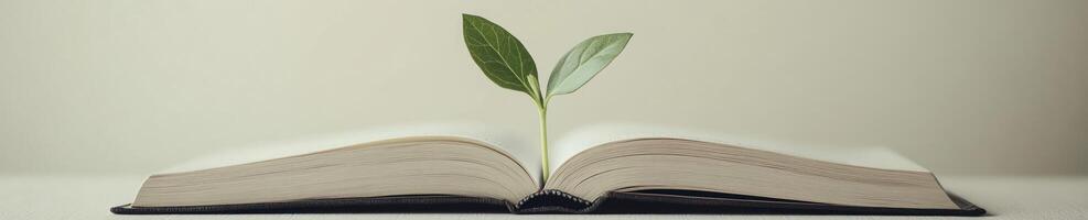 Simple and elegant composition of a sprout growing from an open book photo