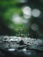 Resilience and hope. A sprout emerging through cracked soil in nature photo