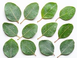 Artistic flat lay of eucalyptus leaves with raindrops for design and inspiration photo