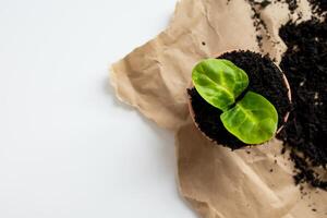 Fresh green seedling in pot on brown paper with soil displaying symbol of new growth photo