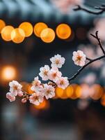 Close up of sakura blossoms with warm bokeh lights for nature inspired design photo