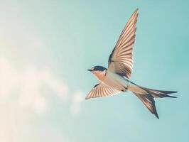 Minimalist art of a swallow in mid flight under clear sky for nature and bird watching themes photo