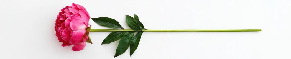 Minimalist peony composition featuring a bright pink peony for floral design and decor photo