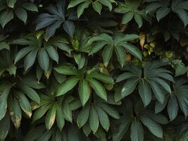 Lush green foliage featuring diverse leaf shapes, creating a vibrant, natural backdrop. photo