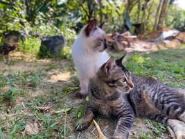 Two cats sitting on the grass in the shade photo
