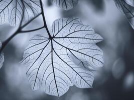 Black and white photograph of leaf with leaves photo
