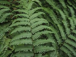 A fern leaf is shown in the forest photo