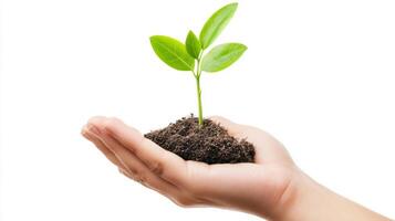 Hand gently holding delicate green sprout rising from dark fertile soil, representing hope and potential against pristine white backdrop photo