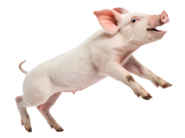 Pig is jumping, isolated on a transparent background png
