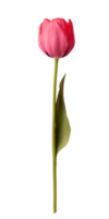Elegant tulip flower on a long stem against a transparent background ideal for product showcase and artistic displays png