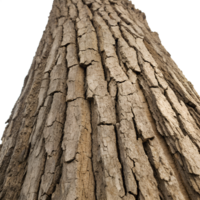 Close-up a Rough, weathered tree bark with deep grooves and cracks. Focus on creating texture with high contrast between the ridges and the crevices, isolated on a clean transparent background png