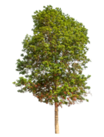 Tree isolated on transparent background,Tropical trees isolated used for design. png