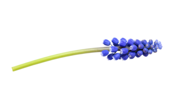 Grape Hyacinth flower set . purple Grape Hyacinth flower . Beautiful springtime floral bloom of Grape Grape Hyacinth flower isolated on a transparent background top view flat lay png