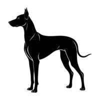 A noble great dane standing tall with an elegant posture vector