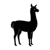 Llama stands elegantly with a long neck slightly tilted in clear outdoor view vector