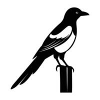 Magpie perches elegantly on a fence with its tail extended in clear view vector