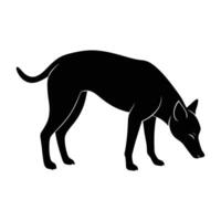 Inquisitive dog sniffing the ground with head lowered attentively on white background vector