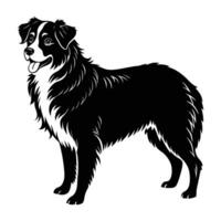 Sturdy silhouette of an Australian shepherd with thick coat and firm stance on white background vector