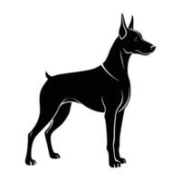Bold doberman pinscher standing alert with strong posture displayed on white background vector