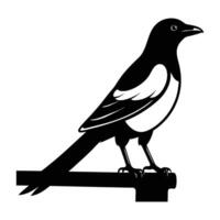 Magpie perches on a fence with its tail extended in a striking view vector