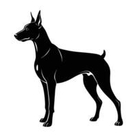 Imposing doberman pinscher exhibiting alert stance and robust posture on white background vector