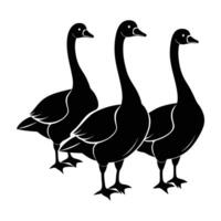 Two beautiful geese standing together with gracefully extended long necks vector