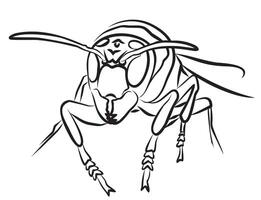 Sketch of a wild wasp. vector