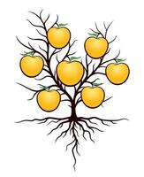Tree with apples. vector