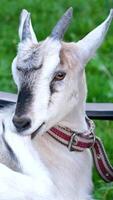 Goat relaxing chair Goat explores and interacts with a wicker chair. video