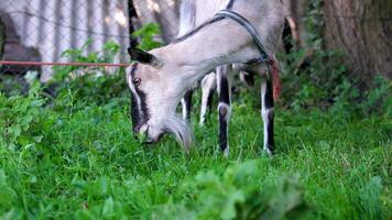 Goat eating grass Young goat in the field. Beautiful goat in a green field. The goat is grazing in the field. goat eats grass video