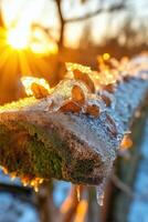 A frozen branch with ice on it at sunset photo