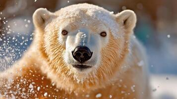 A polar bear is standing in the snow photo