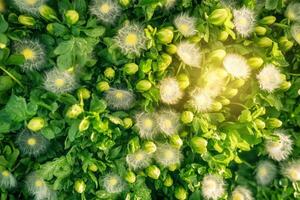 A close up of a dandelion plant with white flowers photo