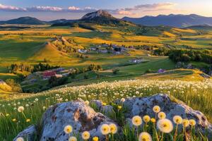 Dandelions in the meadow at sunset in the mountains photo