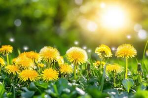 Dandelions in the sun with green grass photo