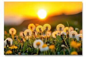 A field of dandelions at sunset photo