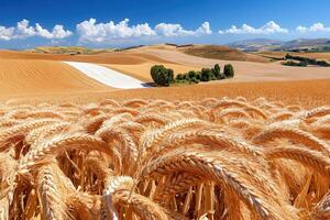 A field of wheat photo