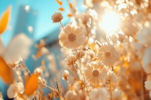 White flowers in the sun with a blue sky photo