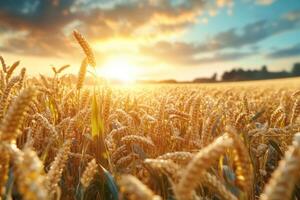Wheat field at sunset photo