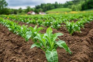 Tobacco plants growing in a field photo