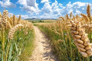 Wheat field with path in the middle of the field photo