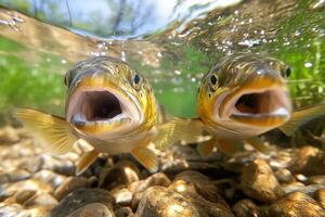 Two brown trout fish are shown under water photo