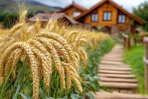 A field of wheat is in front of a wooden house photo