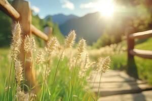 A wooden path leads to a grassy field with tall grass photo