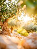 An olive tree in the sun with the sun shining through photo